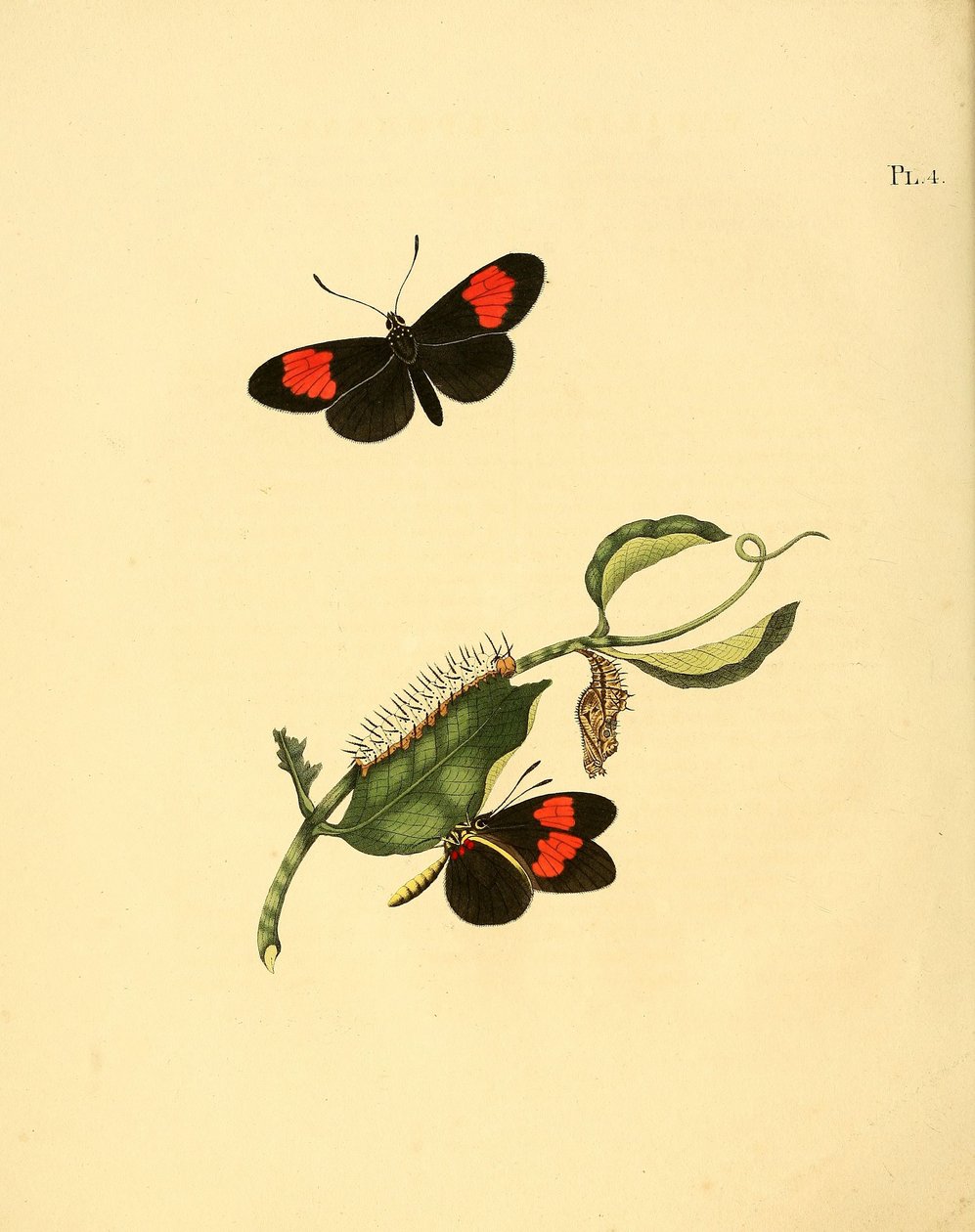 Heliconius melpomene by Jan Christiaen Sepp
