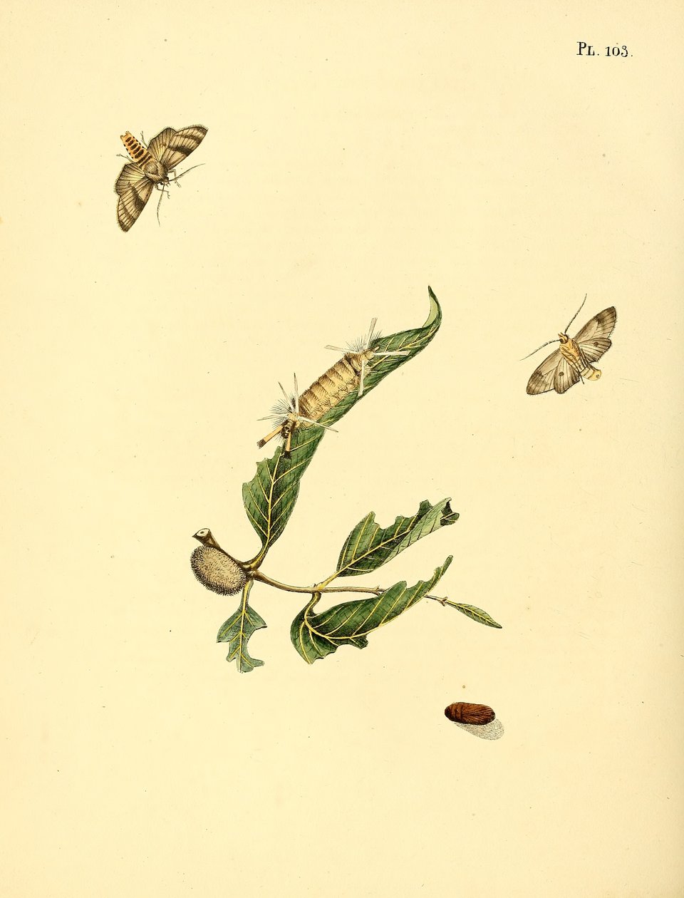 Surinam Butterflies by Jan Christiaen Sepp