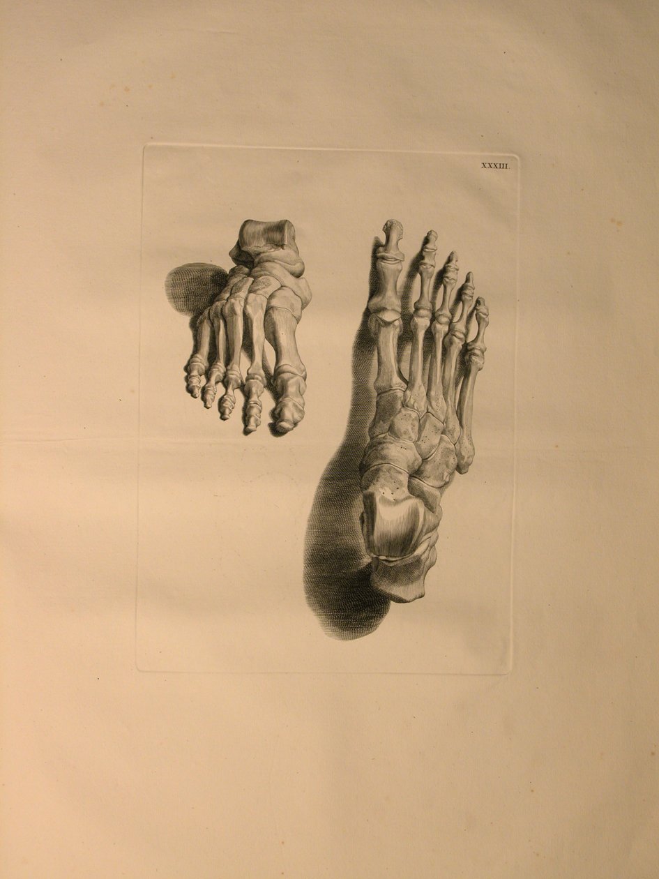 Skeleton of a Foot, illustration from 