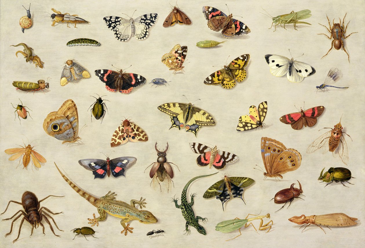A Study of Insects by Jan van Kessel the Elder