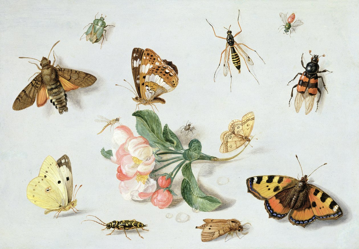 Butterflies, Moths and Other Insects with a Sprig of Apple Blossom by Jan van Kessel the Elder