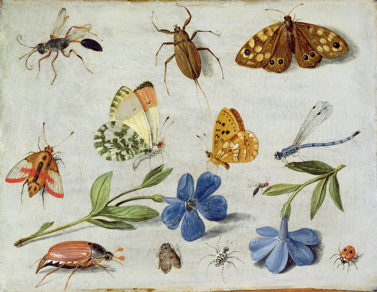 Insects by Jan van Kessel the Elder