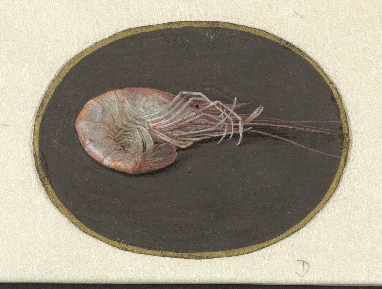 Shrimp by Jan Augustin van der Goes