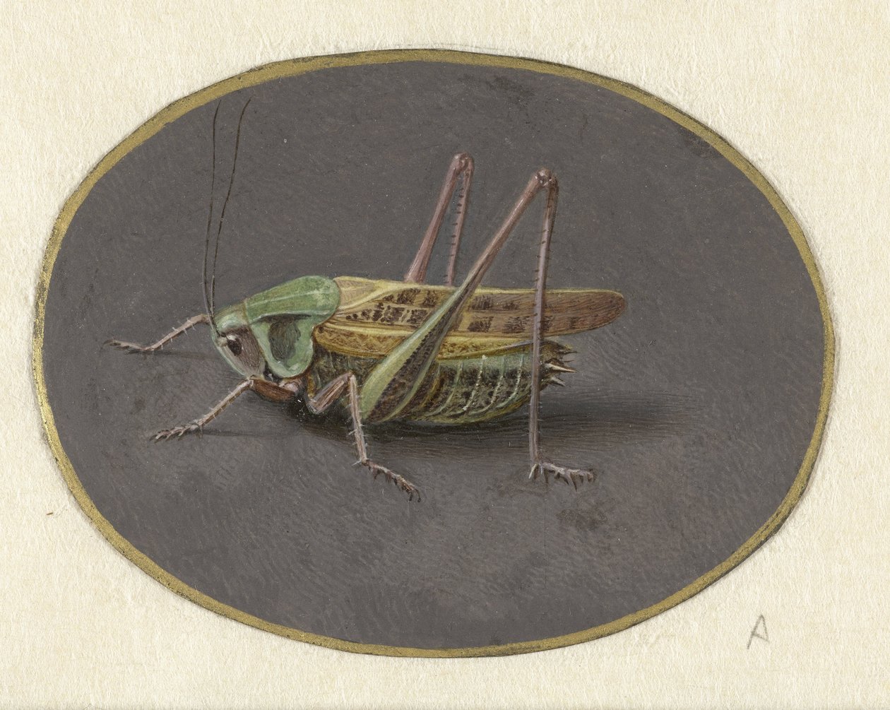 Grasshopper (Animals series) by Jan Augustin van der Goes