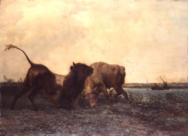 Bulls Fighting by Jan Bedys Tom