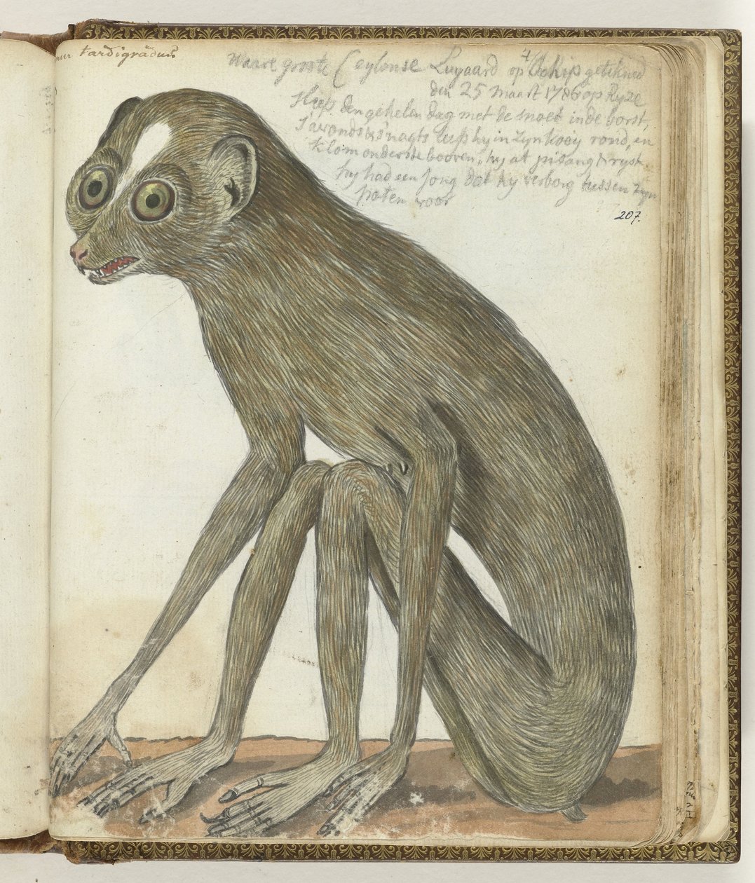 Ceylon Sloth by Jan Brandes