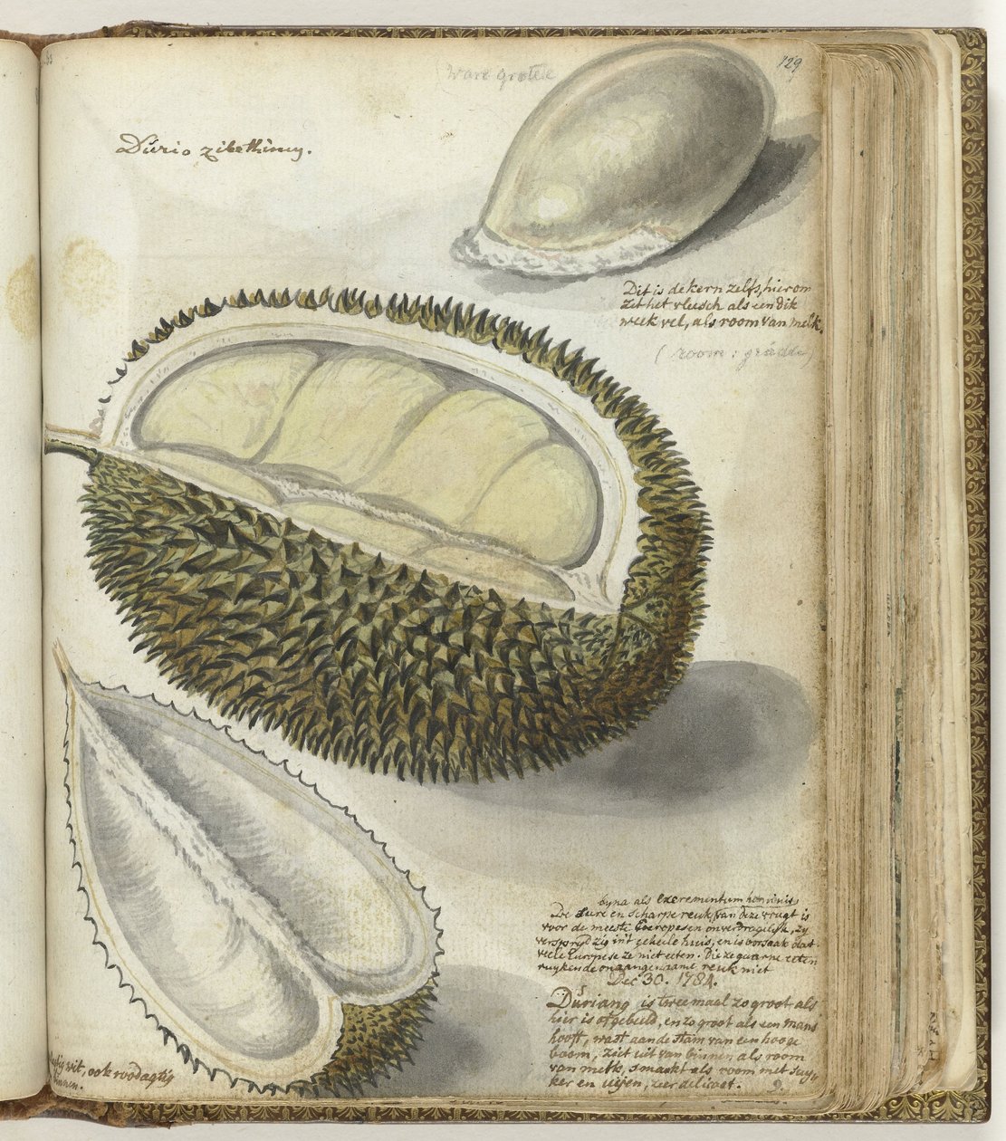 Durian by Jan Brandes