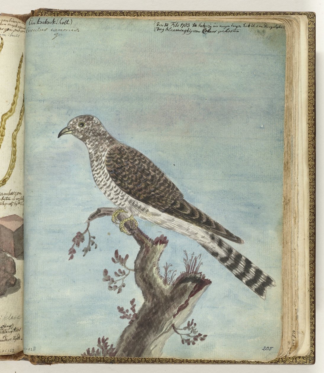 Dutch Cuckoo by Jan Brandes