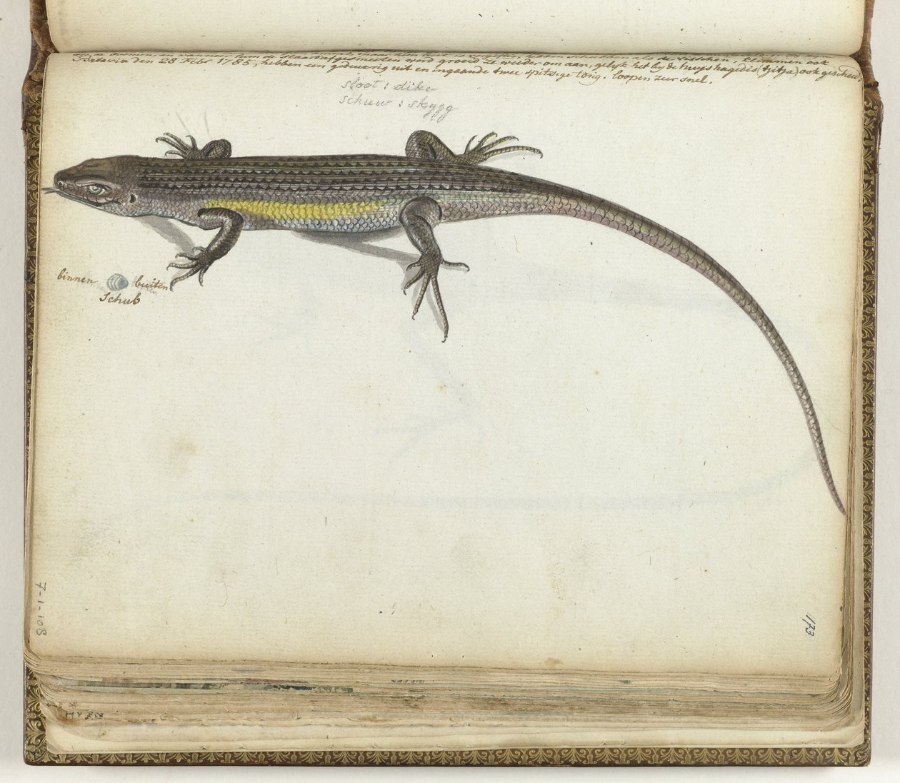 Land and Water Lizard by Jan Brandes