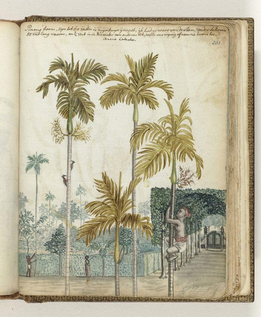 Betel Nut Trees at Estate by Jan Brandes