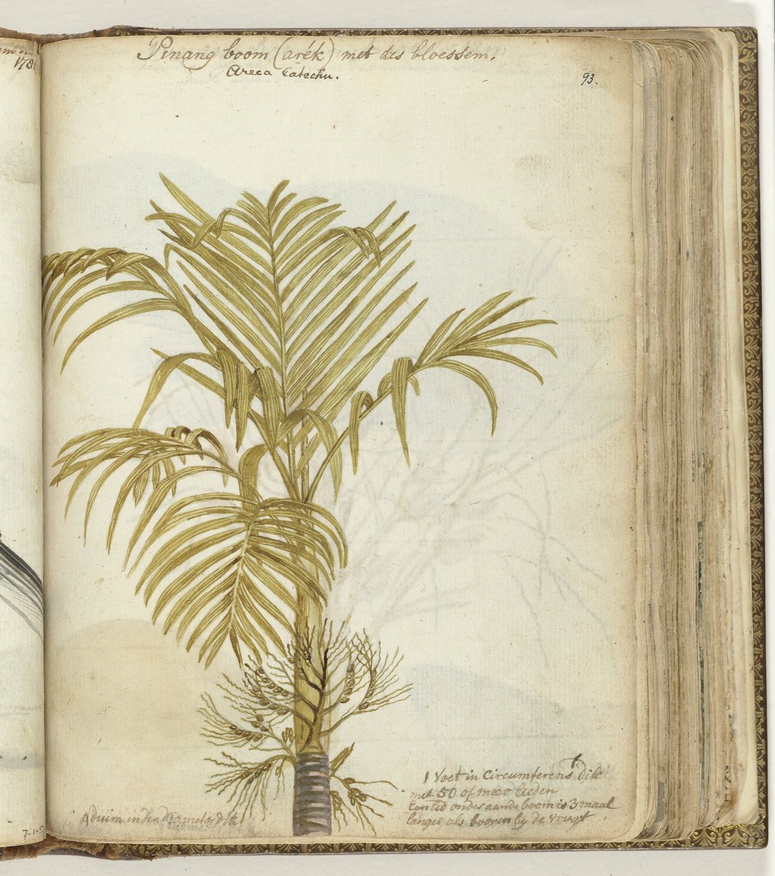 Betel Nut Tree by Jan Brandes