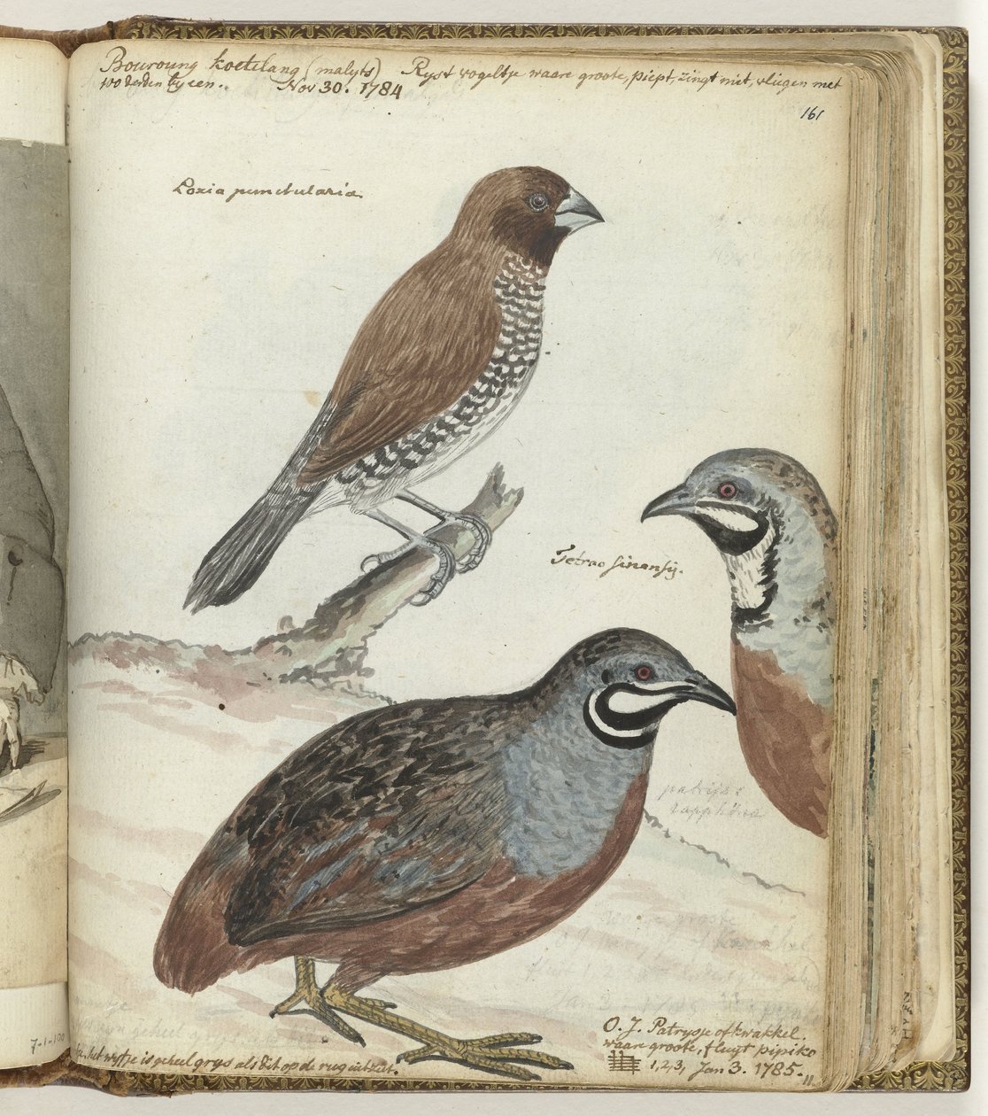 Rice Bird and East Indian Quails by Jan Brandes