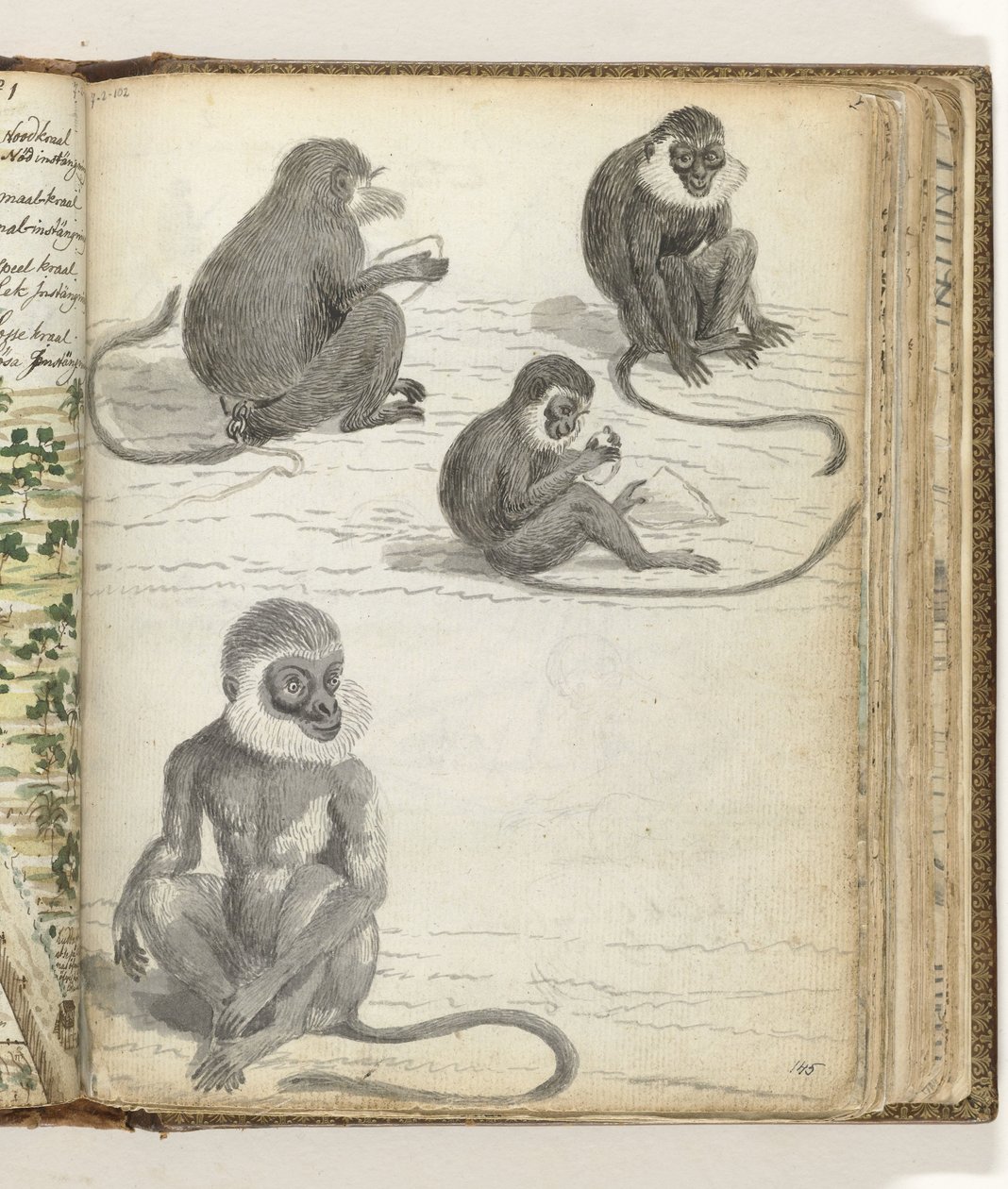 Rolleway Monkey by Jan Brandes