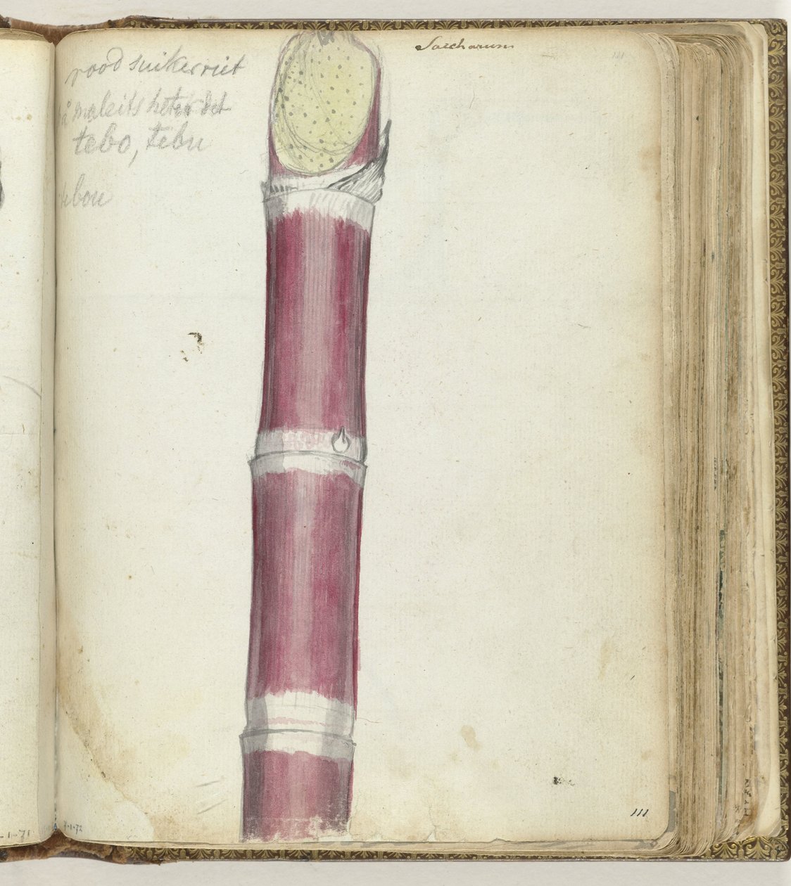 Red Sugarcane by Jan Brandes