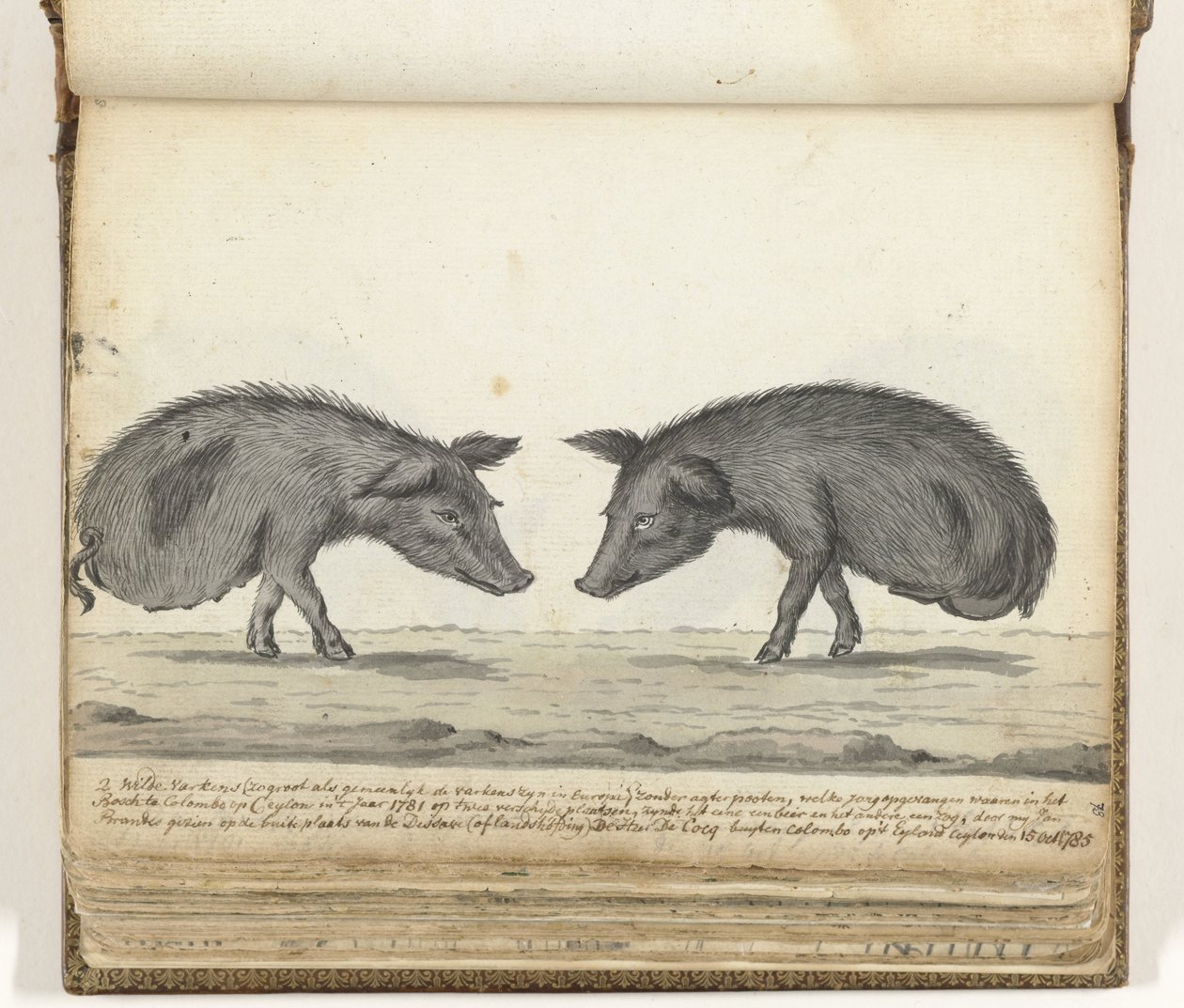 Pigs Without Hind Legs by Jan Brandes