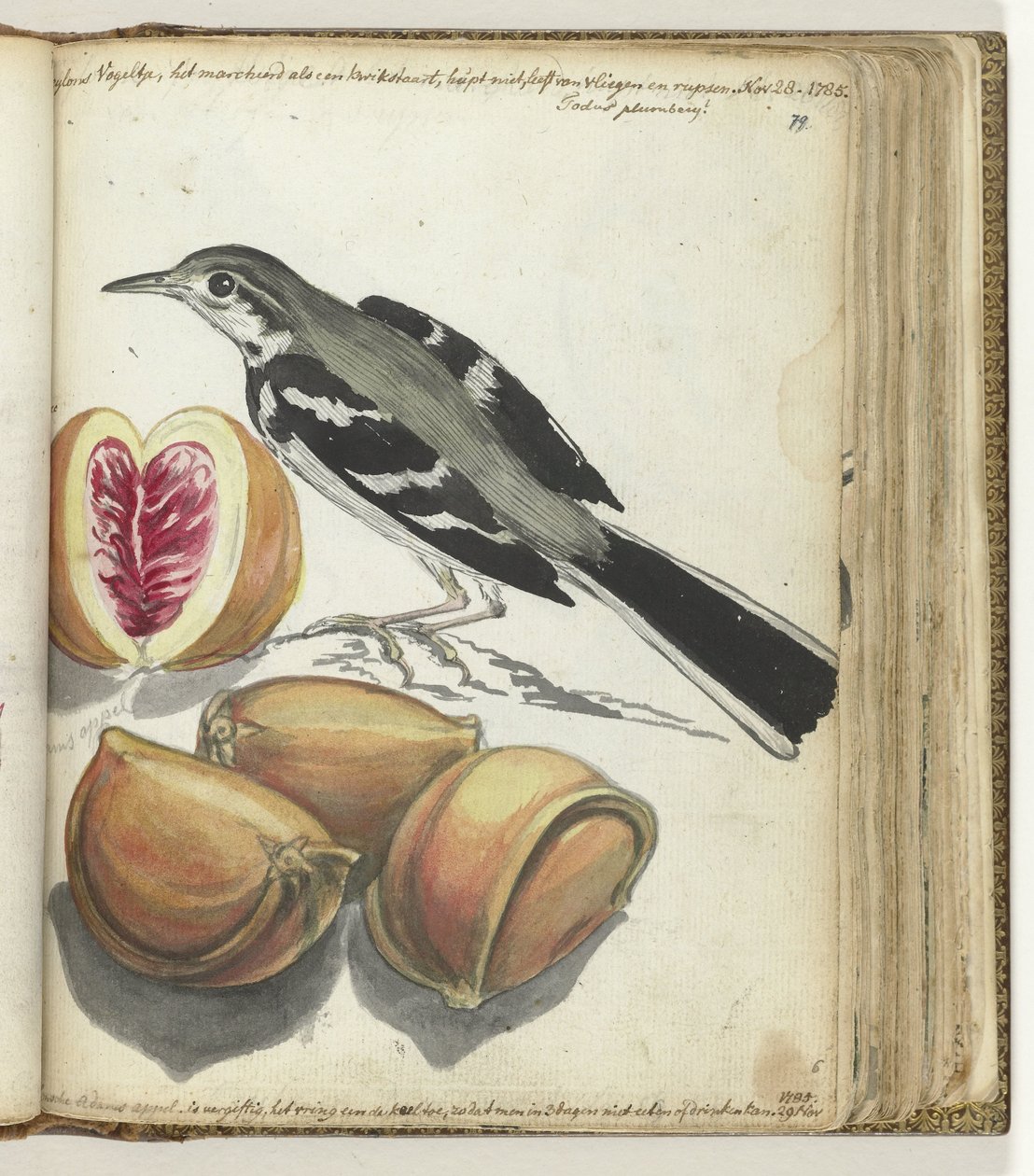 Wagtail with Fruit by Jan Brandes
