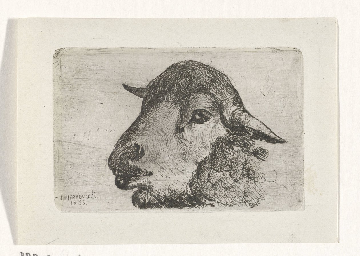 Sheep