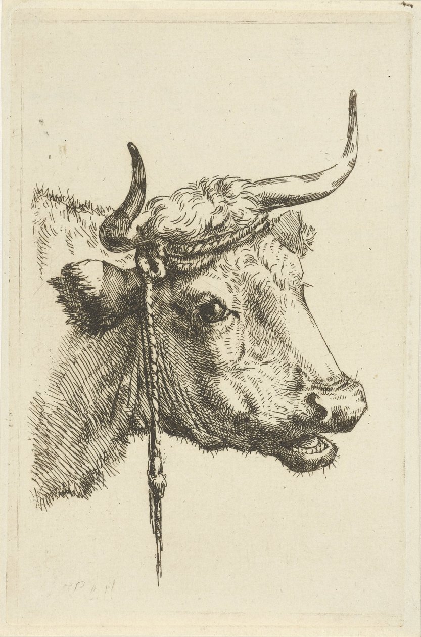 Head of a Cow by Jan Kobell (II)