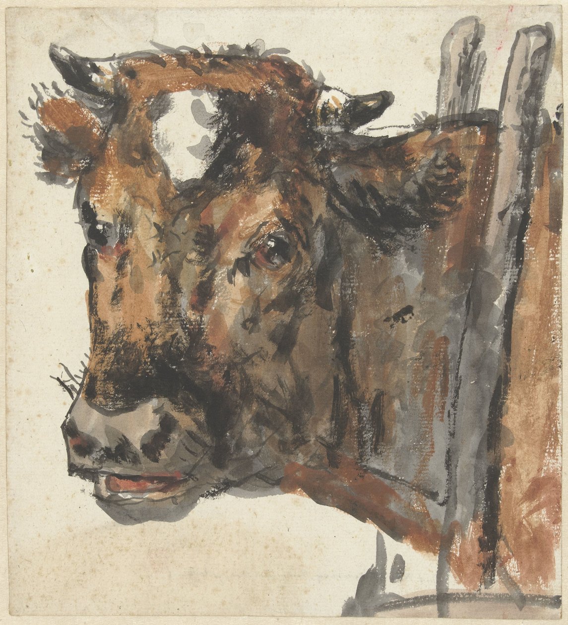 Head of a Cow by Jan Kobell (II)