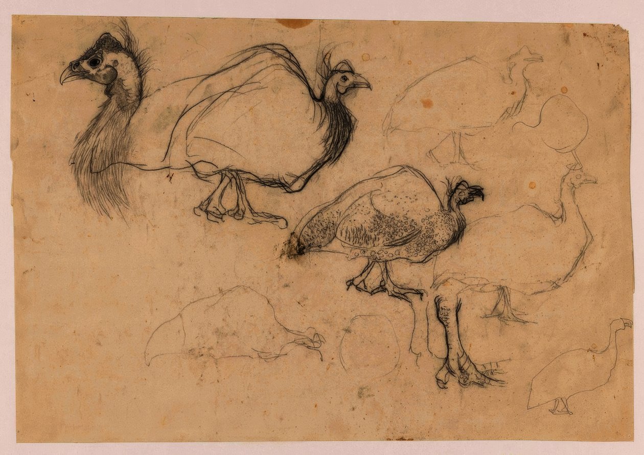 Sketch of a Guinea Fowl by Jan Mankes