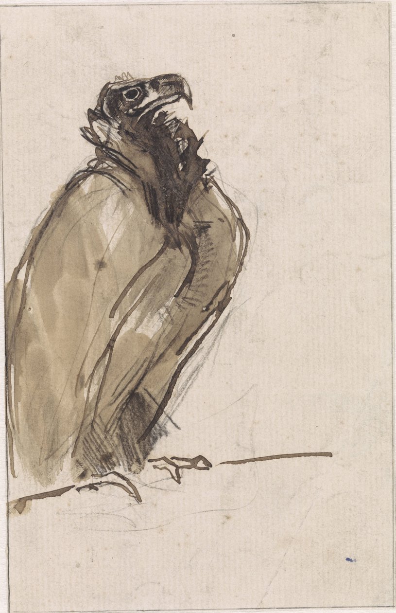 Vulture Sitting on a Branch by Jan van Essen