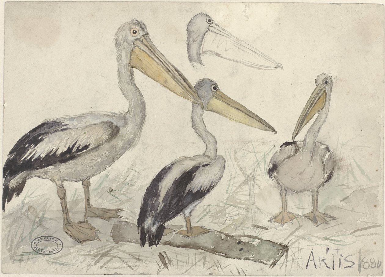 Pelicans in Artis Zoo by Jan van Essen
