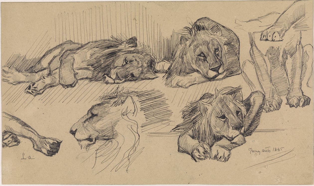 Study Sheet with Lions by Jan van Essen