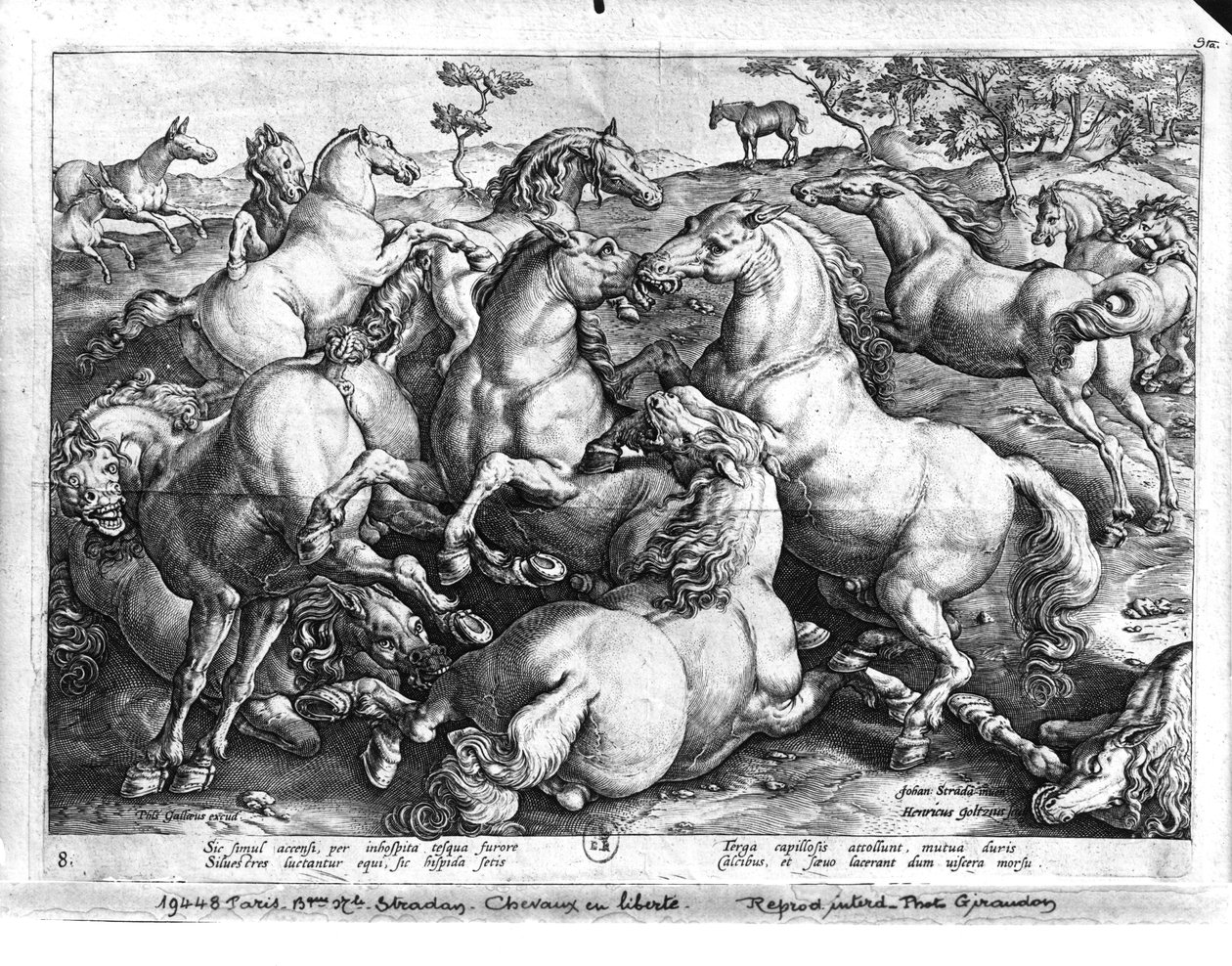 Horses in the Wild by Jan van der Straet