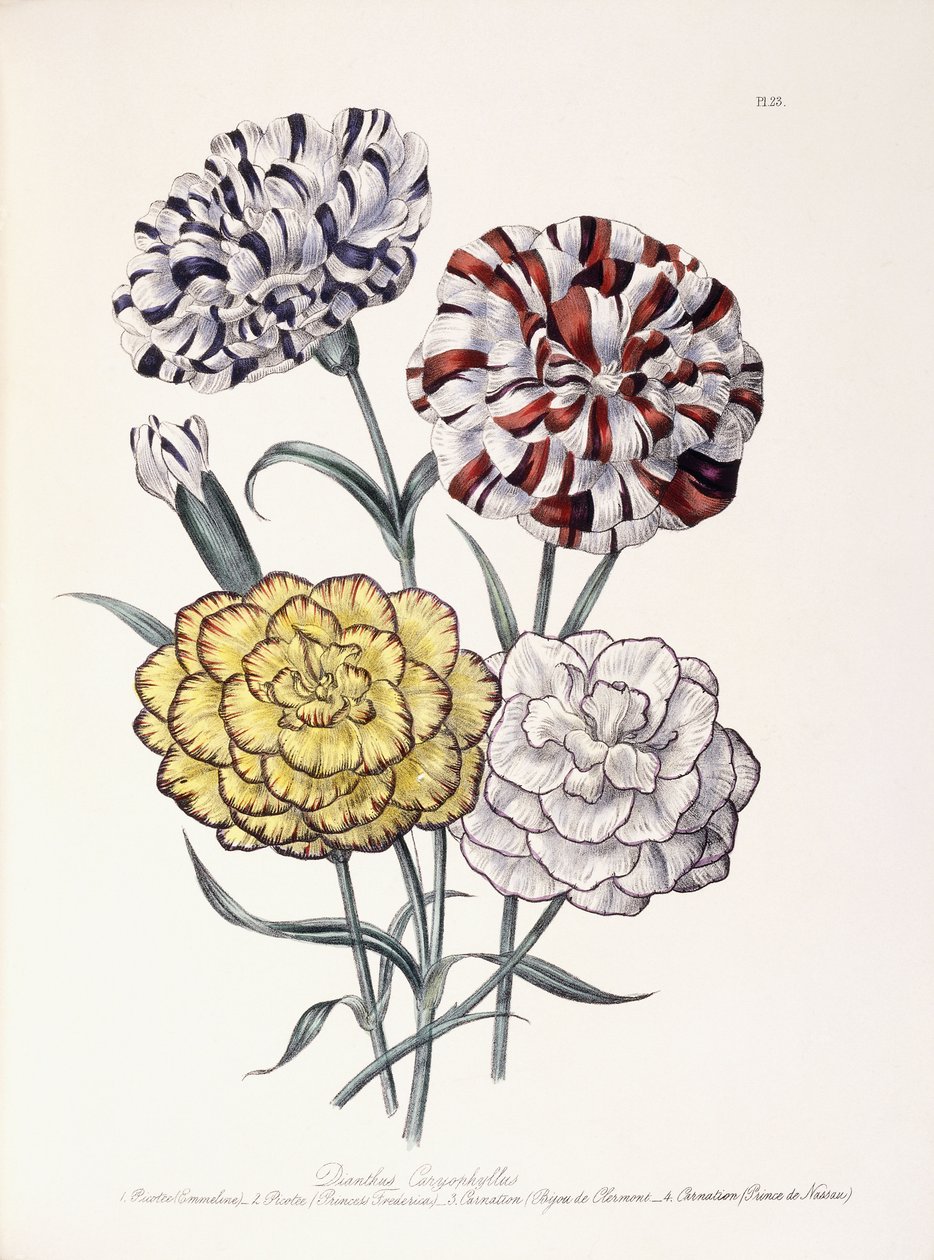 A Variety of Carnations by Jane Loudon