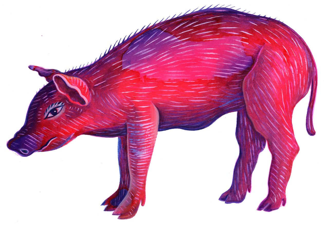 Pig by Jane Tattersfield