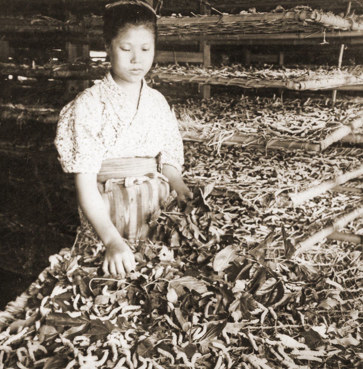 Feeding the Young Silkworms with Mulberry Leaves by Japanese Photographer