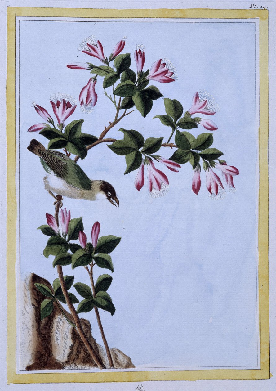 Bird - Japanese print by Japanese School