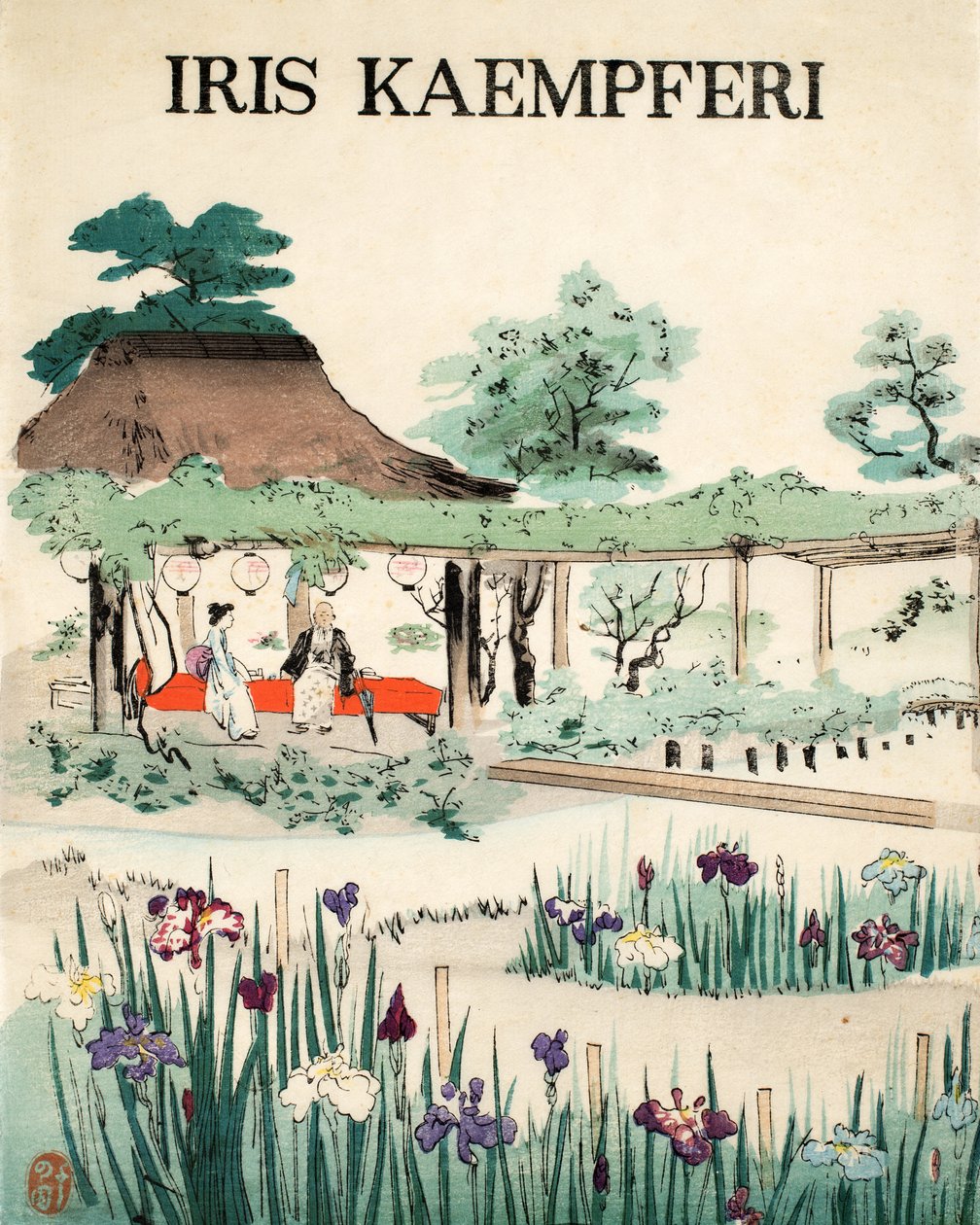 Iris Kaempferi - Front Cover by Japanese School