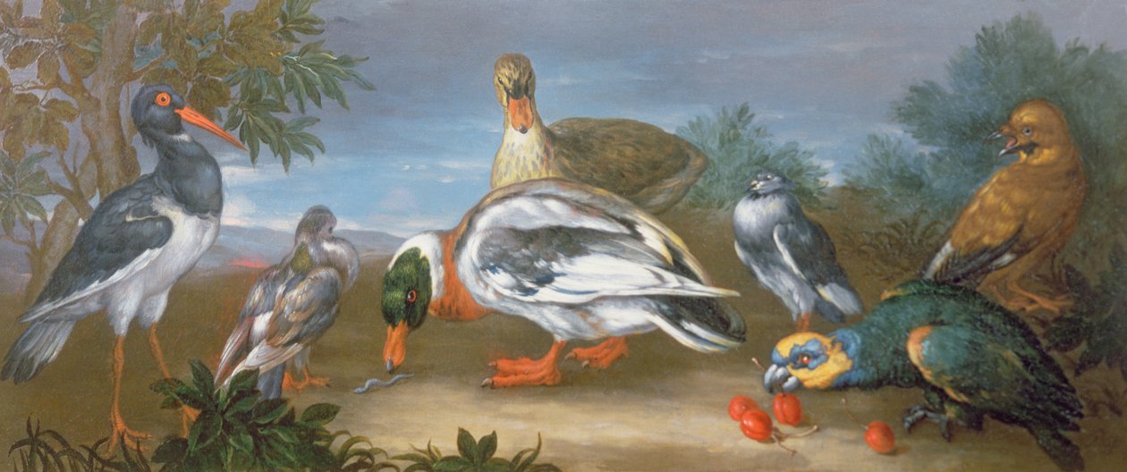 A Landscape with Parrots, Ducks and Pigeons by Jean Baptiste Monnoyer
