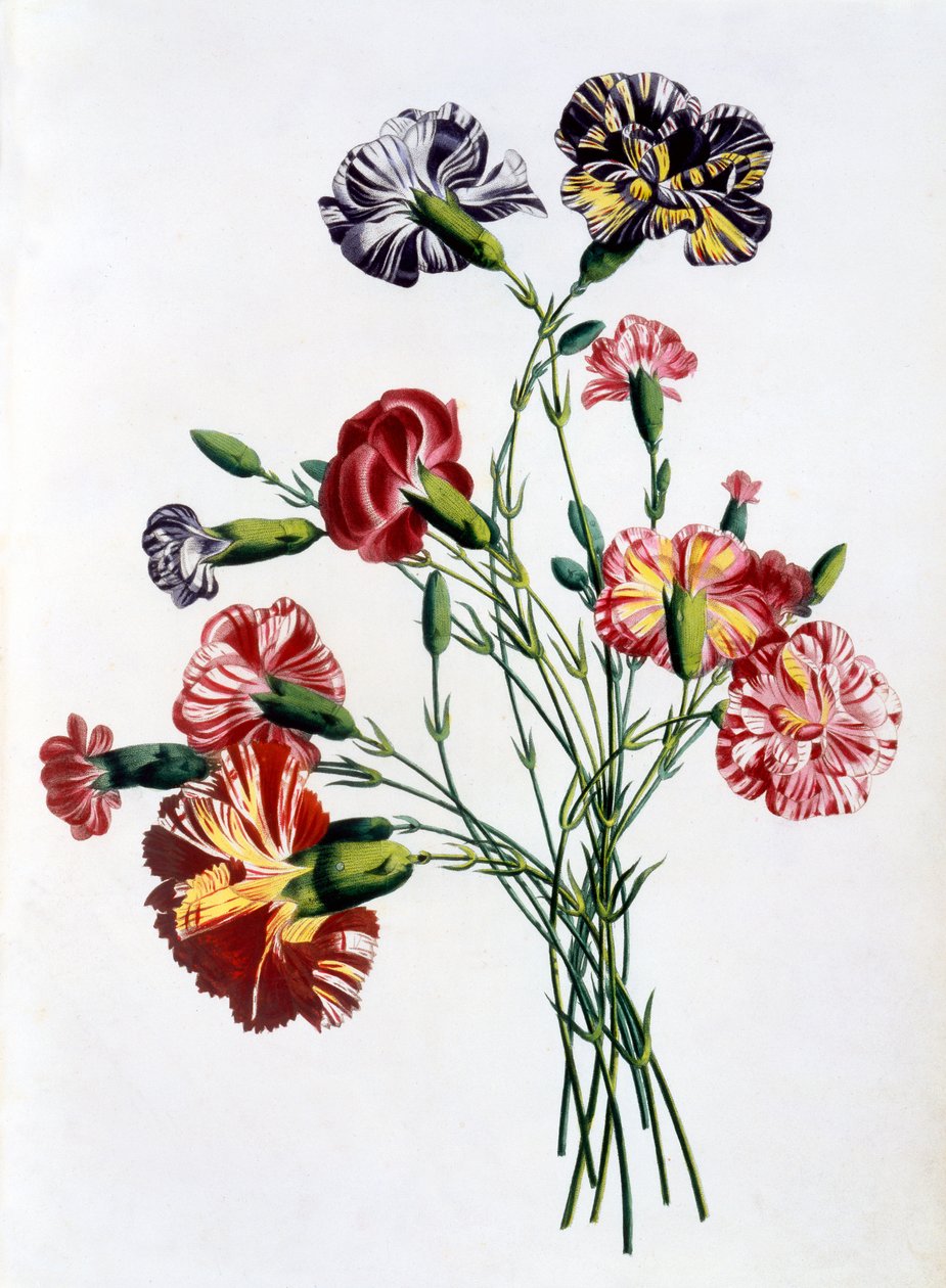 Bouquet of Carnations, from 