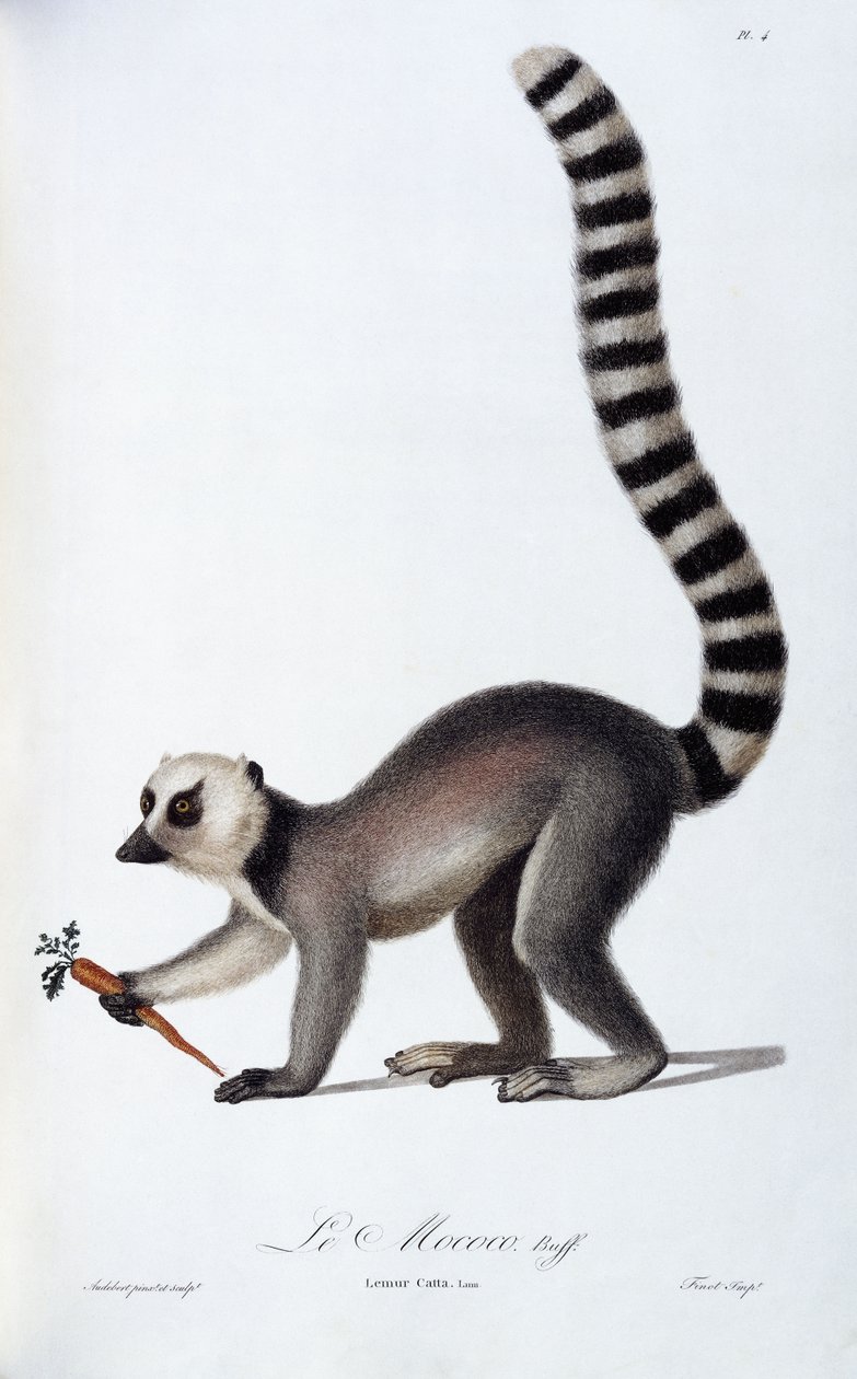 A Lemur by Jean Baptiste Audebert