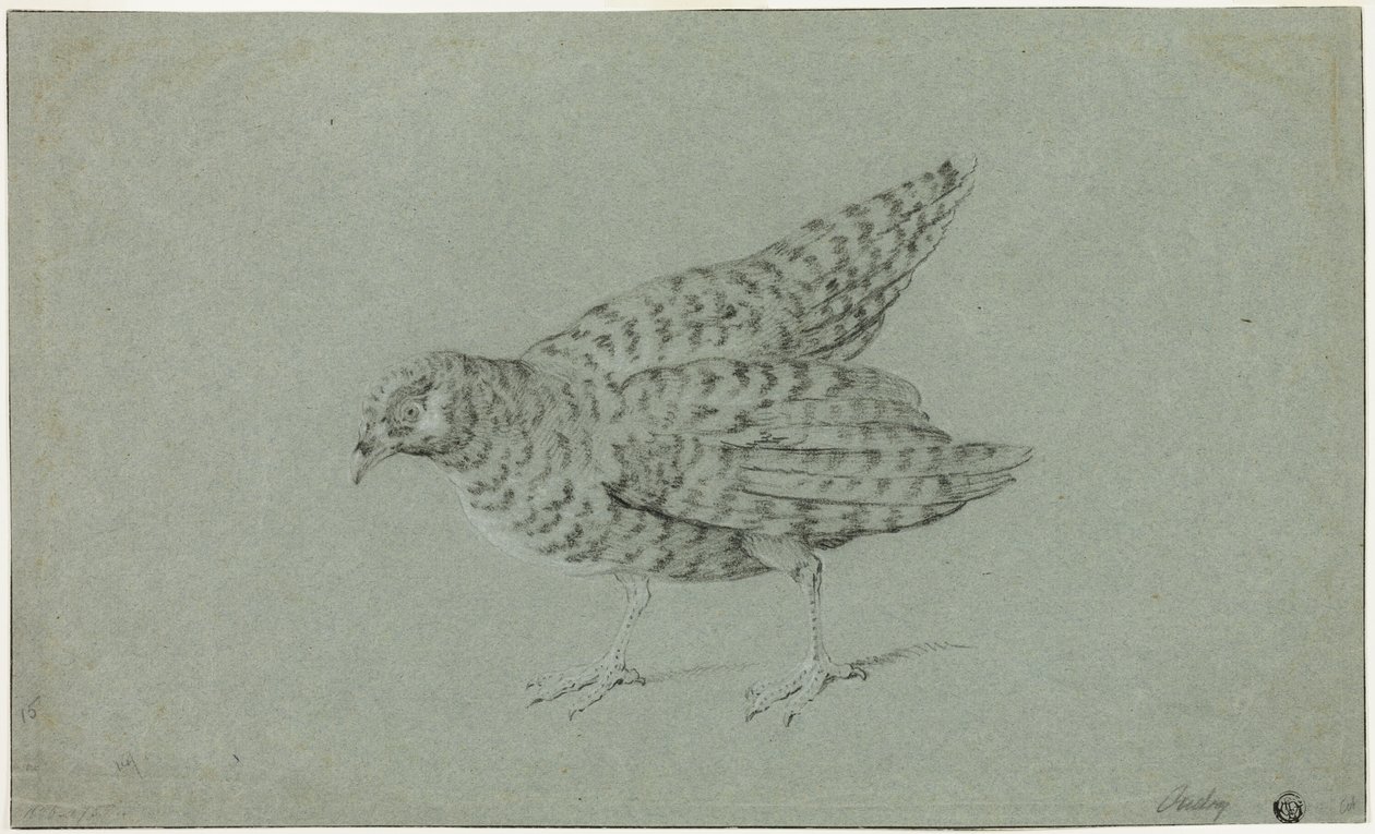 Partridge by Jean Baptiste Oudry