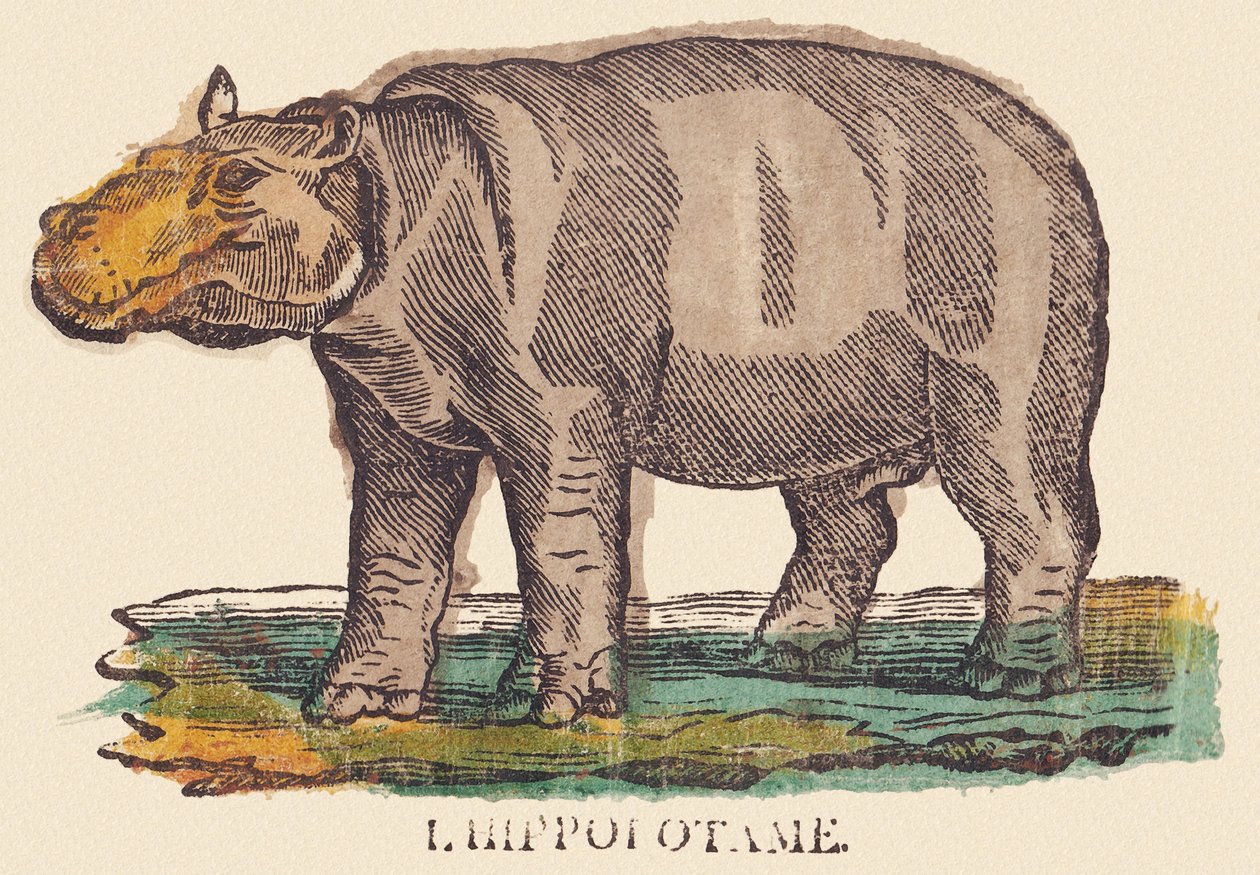 The Hippopotamus by Jean Baptiste Thiebault