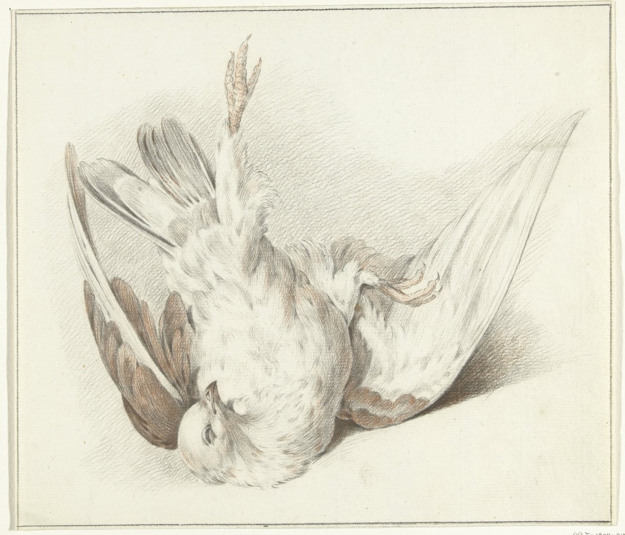 Dead Dove by Jean Bernard