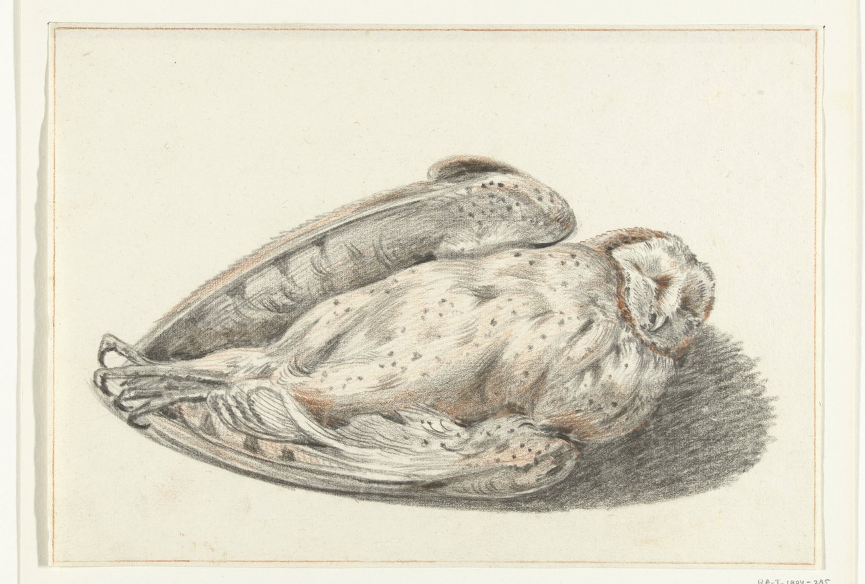 Dead Owl by Jean Bernard