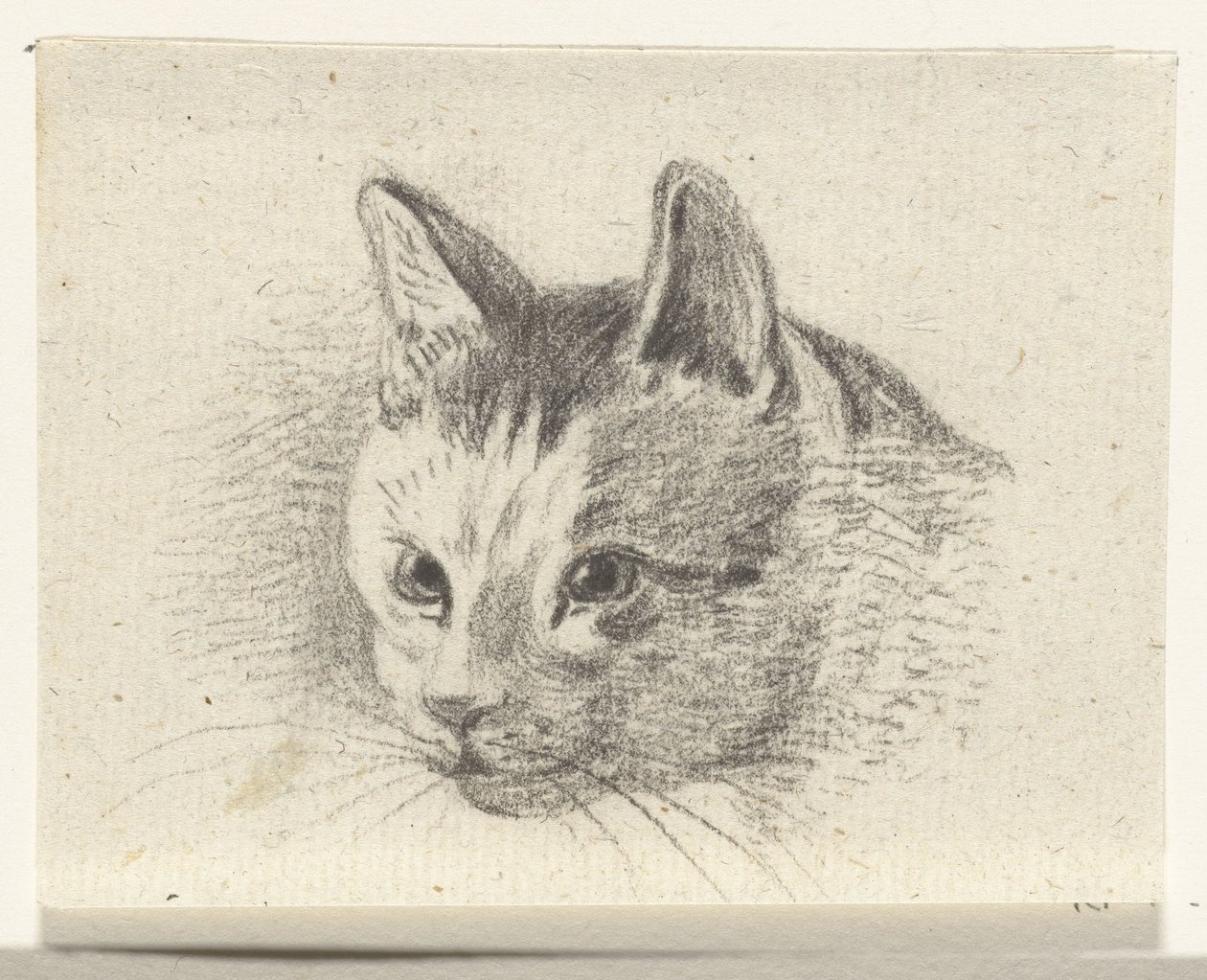 Head of a Cat by Jean Bernard