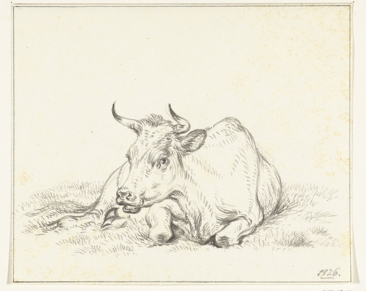 Lying cow, from the front by Jean Bernard
