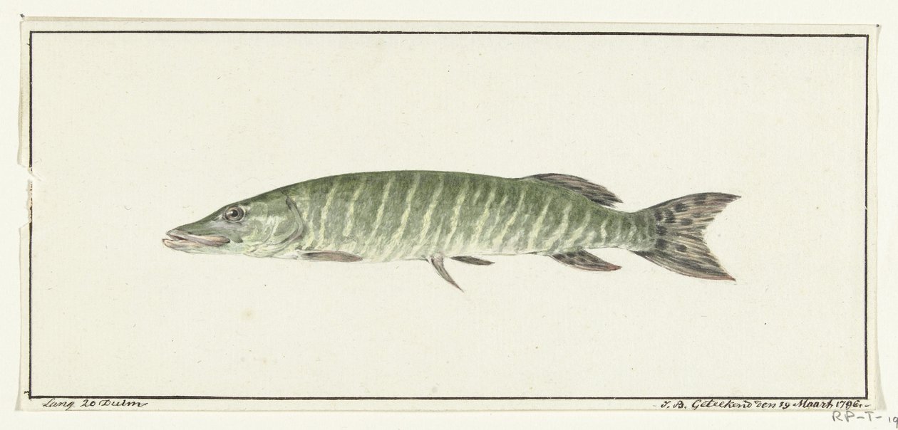 Pike by Jean Bernard
