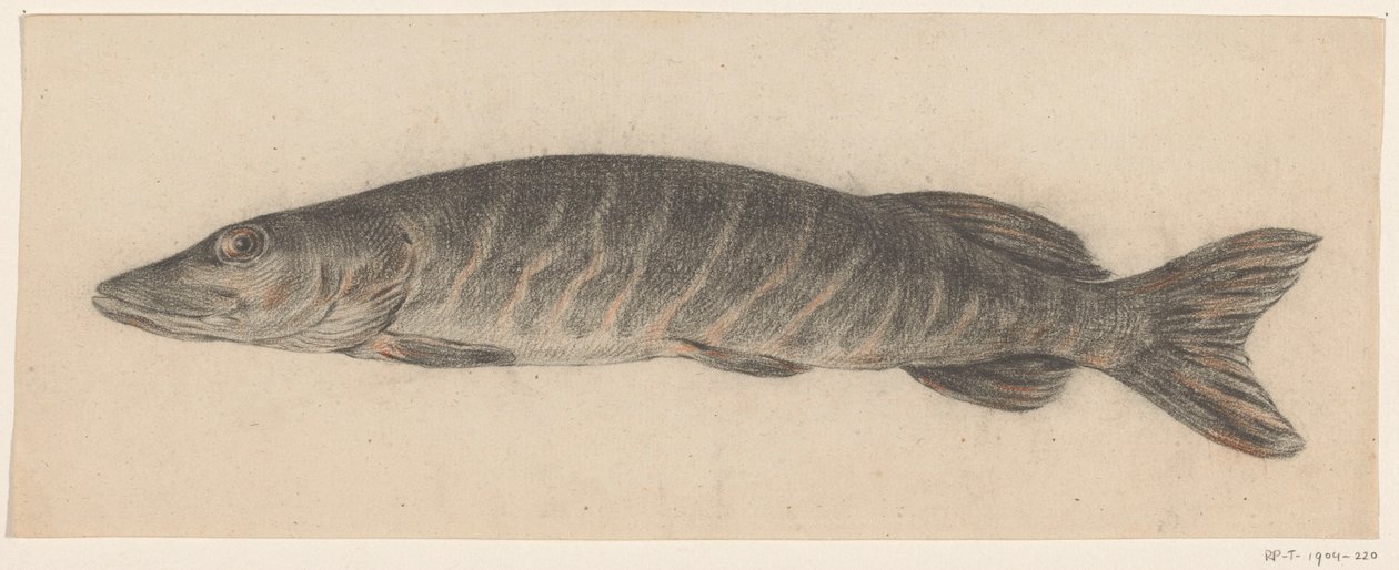 Pike, Facing Left by Jean Bernard