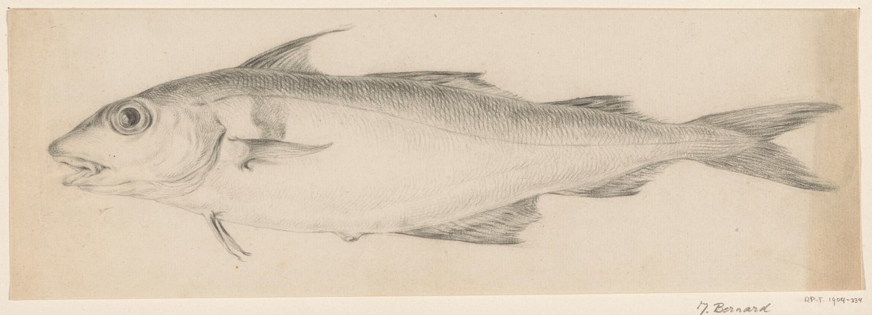Fish, Facing Left by Jean Bernard