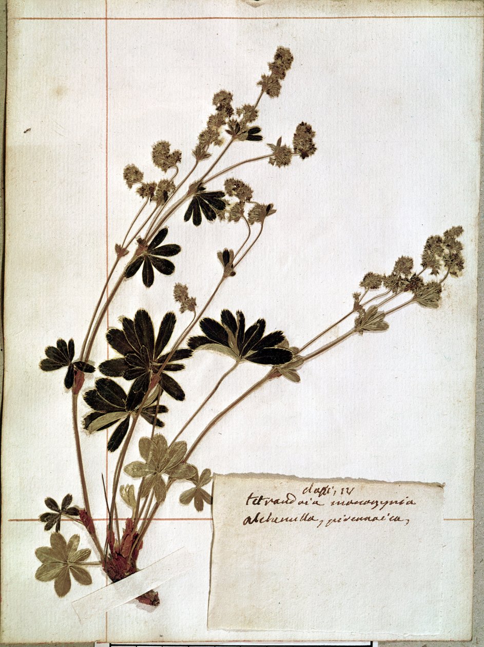 Alchemilla from a Herbarium by Jean Jacques Rousseau
