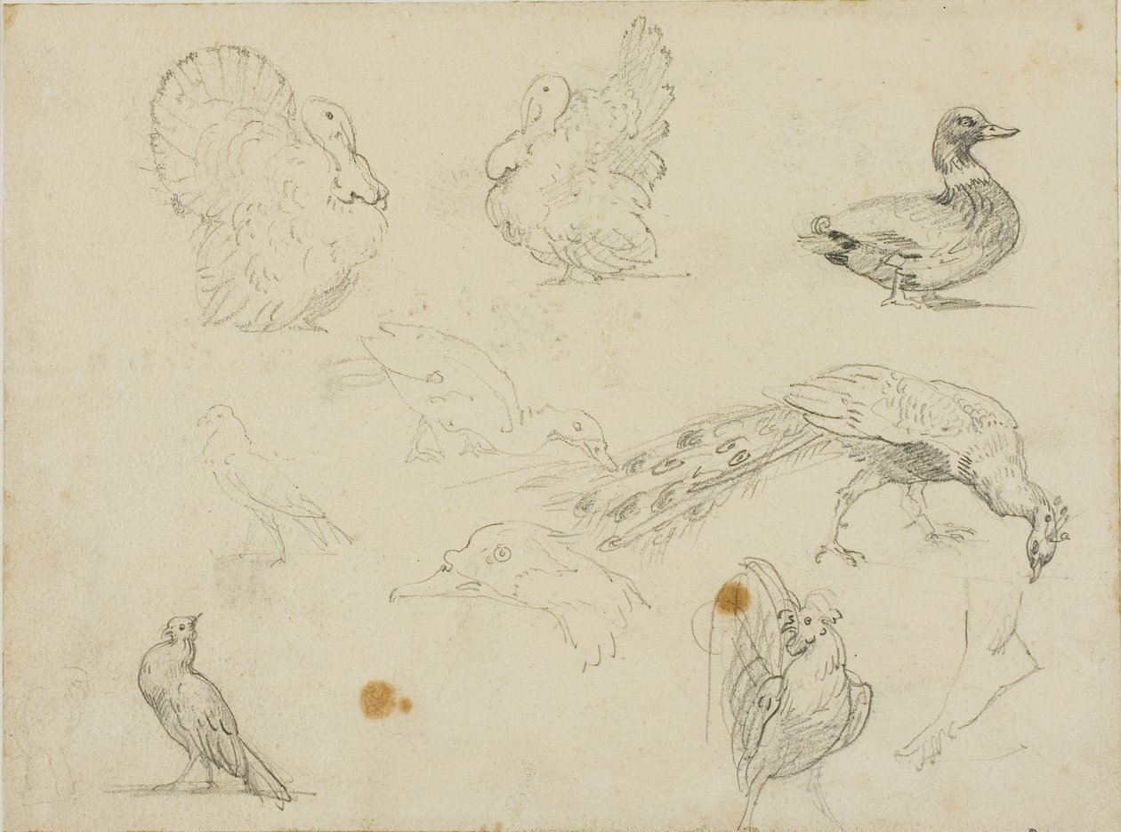 Sketches of Fowl by Jean Louis André Théodore Géricault