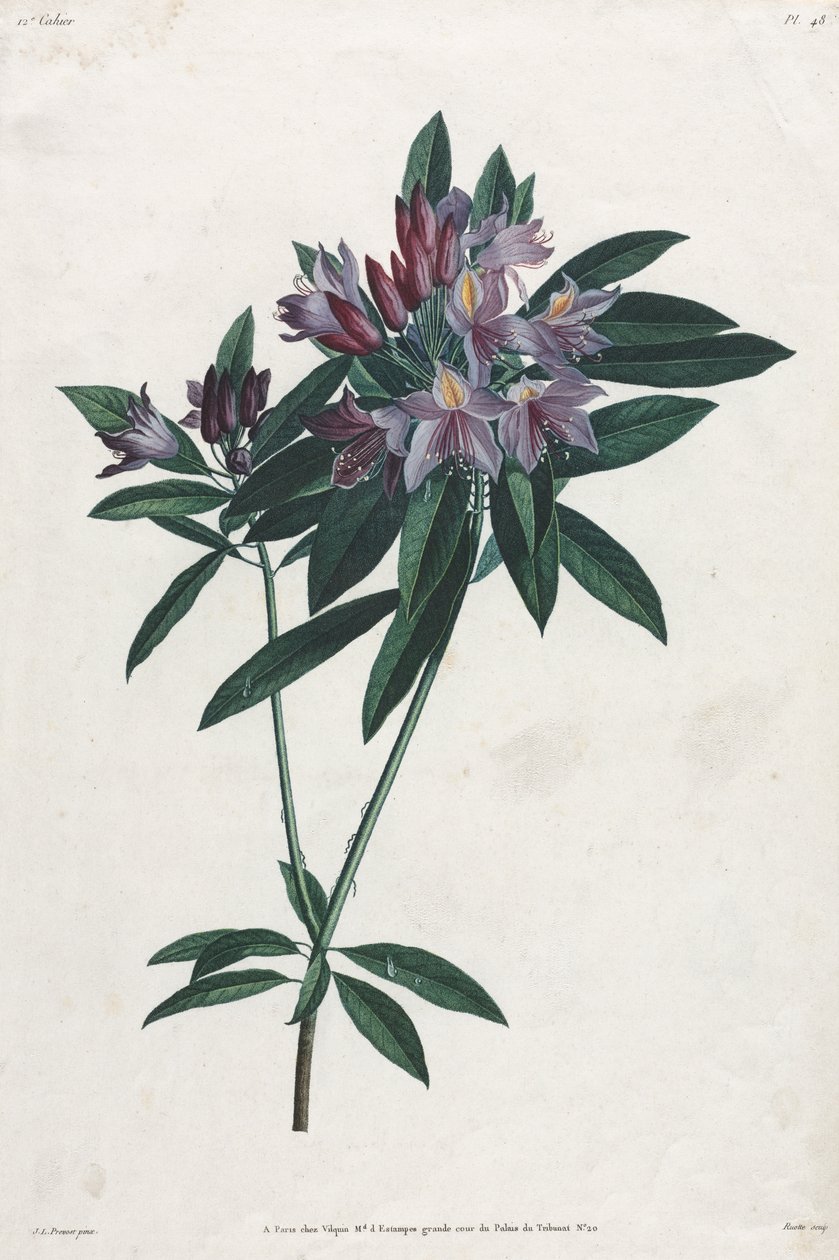 Pontic Rhododendron by Jean Louis Prevost