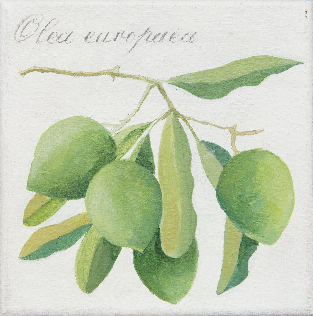Green Olives by Jennifer Abbott