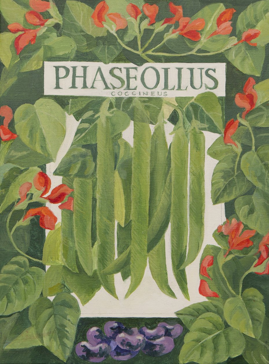 Phaseolus (runner beans) by Jennifer Abbott